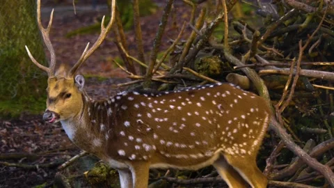 Close up of male Axis deer Stock Footage 145471627