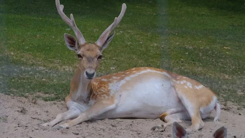Close up of male axis deer  Stock Footage 251279684