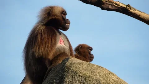 Close up of male baboon Video stock 275519463