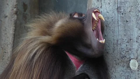Close up of male baboon Stock Footage 275537824