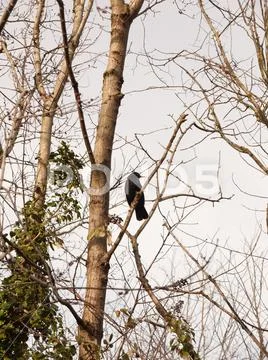 Close up of male blackbird resting in bare branches of tree winter spring Stock Photos