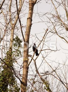 Close up of male blackbird resting in bare branches of tree winter spring Stock Photos