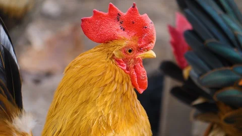 Close up of male chicken rooster Stock Footage 121747553