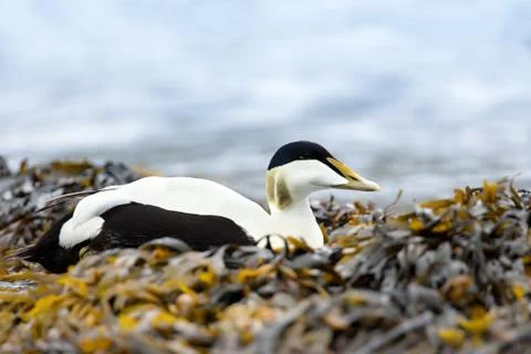 Close-up of a male common eider lying in the seaweed Stock Photos