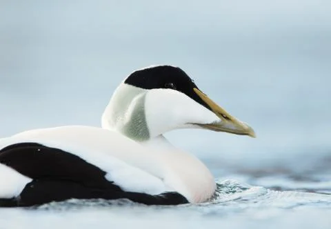 Close up of a male common eider Stock Photos