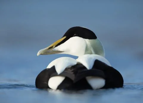 Close up of a male common eider Stock Photos