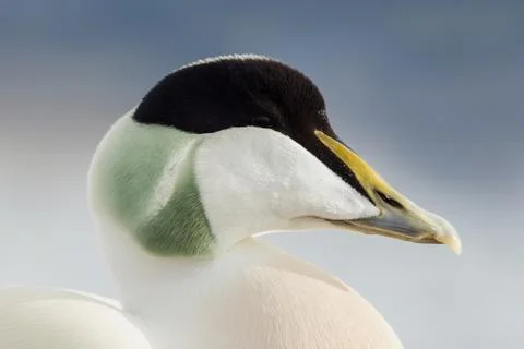 Close up of a male common eider Stock Photos