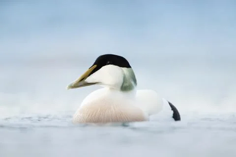 Close-up of a male Common Eider Stock Photos
