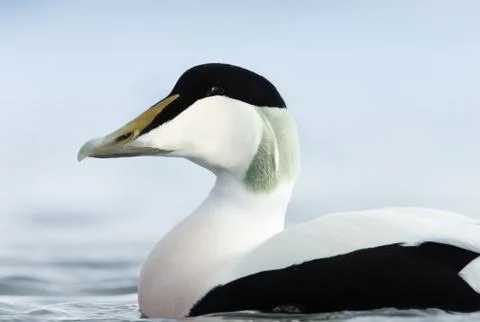 Close-up of a male Common Eider Stock Photos