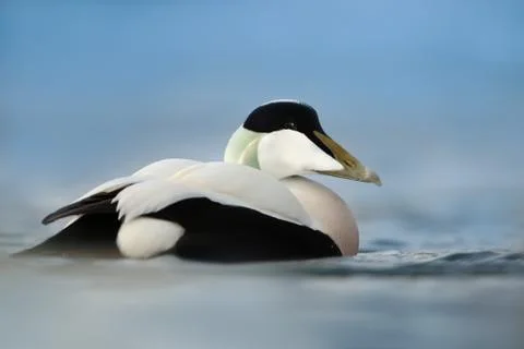 Close-up of a male Common Eider Stock Photos