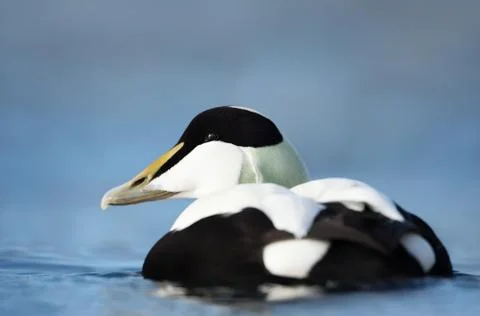 Close-up of a male common eider Stock Photos