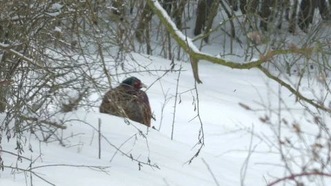 Close up male common pheasant (Phasianus colchicus) crouching in the snow. Stock-Footage 86884369