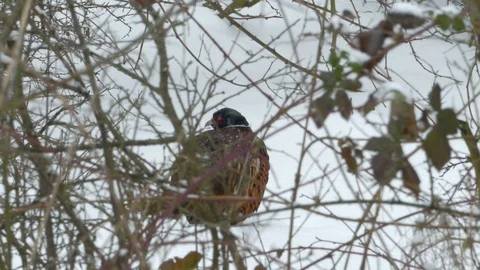 Close up male common pheasant (Phasianus colchicus) crouching in the snow. Video stock 86888722