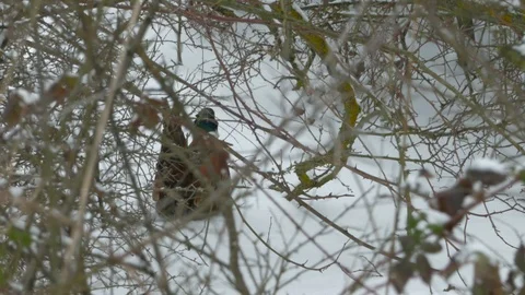 Close up male common pheasant (Phasianus colchicus) walking in the snow. Stock Footage 86891435