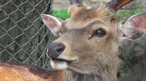 Close Up Male Deer Cleans Itself Nara Japan Stock Footage 47152009