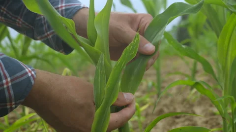 Close-up Male Farmer Hands Checking Inspecting Quality of Plants of Organic.. Stock Footage 300721526