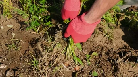 Close-up of male farmer pulls out organic carrots. Slow motion. Stock Footage 287243064