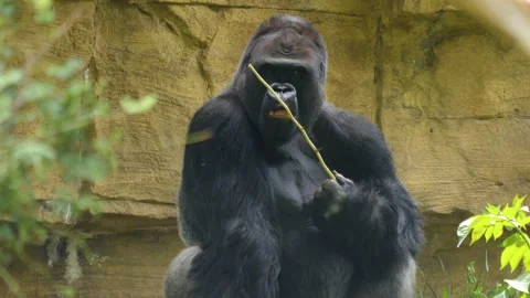 Close up male gorilla  Stock Footage 131379693