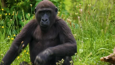 Close up of male gorilla Video stock 142834138