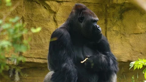 Gorilla Beating Chest Stock Video Footage Royalty Free Gorilla Beating Chest Videos Pond5