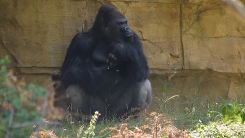 Close up of male gorilla Stock Footage 251279640