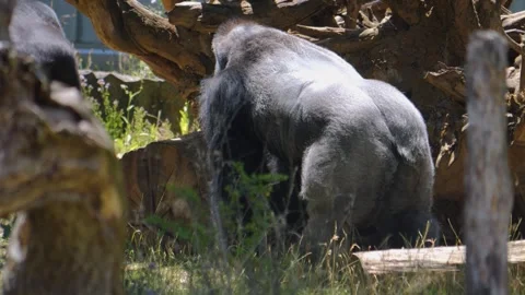 Close up of male gorilla  Stock Footage 251304099