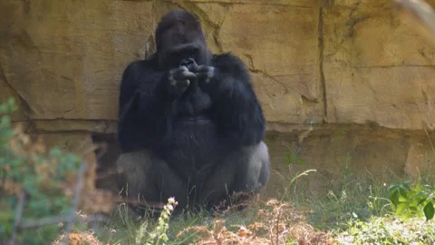 Close up of male gorilla  Stock Footage 251304205