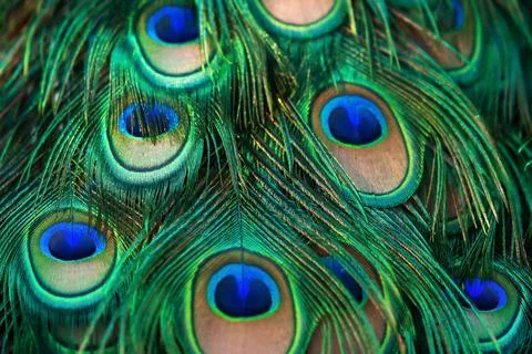 Close-up male Green Peafowl feather. Stock Photos