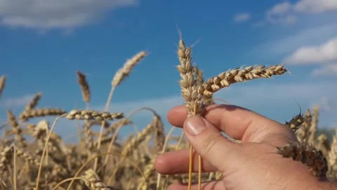 Close-up of the male hand checking the ripe golden wheat in the field Stock Footage 285959731
