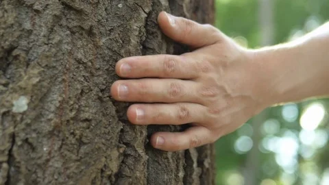 Close up of male hand gently touching a tree trunk at sunrise. 動画素材 76251463
