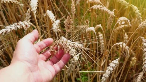 Close-up of a male hand moving through ears of ripe wheat in a field Stock Footage 149715935