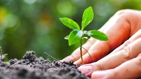 Close up male hand planting a young tree with sunlight Stock Footage