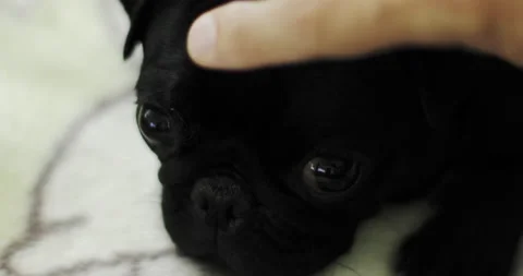 Close-up of a male hand stroking the muzzle of a black pug. Stock Footage 140649477