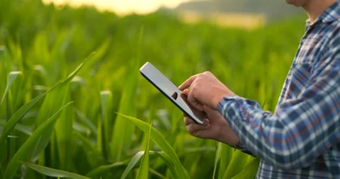 Close Up male hand touching a leaf. Senior farmer holding a laptop in a corn Stock-Footage 112060058