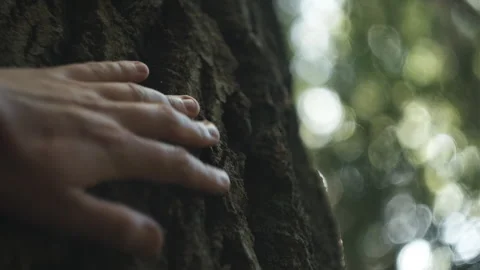 Close up of male hand touching tree trunk covered in woods at warm autumn day Stock Footage 288184803
