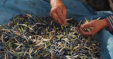 Close-up of male hands carefully sorting out the harvested harvest of ripe Stock Footage 223723913