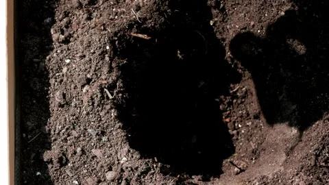 Close-up of male hands digging hole in the soil and planting tomato plant. Stock Footage 242145841