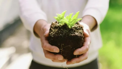 Close up of male hands holding a small green plant sprout with rich dark soil 스톡 동영상 336978053