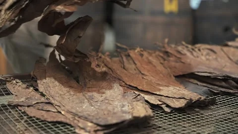 Close up of male hands lay out dry tobacco leaves on on a mesh of a special Stock Footage 246800761