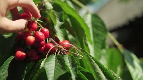 Close-up of male hands pluck cherry berries from tree branch. Dense bunches of Stock Footage 159247474