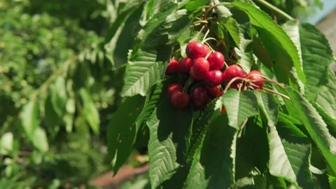Close-up of male hands pluck cherry berries from tree branch. Dense bunches of Stock Footage 159844574