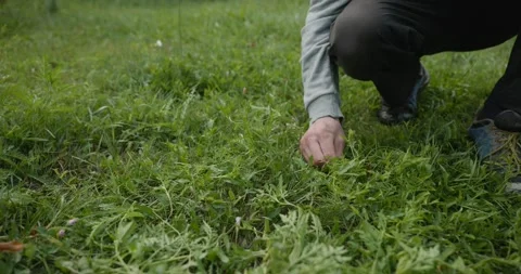 Close-up male hands pull out weed in backyard. 4K 10-bit Stock Footage 345262580