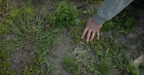 Close-up male hands pull out weed in backyard. 4K 10-bit Stock Footage 345262814
