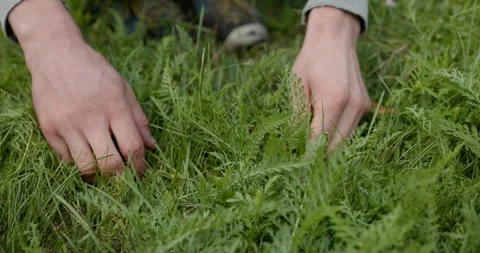 Close-up male hands pull out weed in backyard. 4K 10-bit Stock Footage 345263687