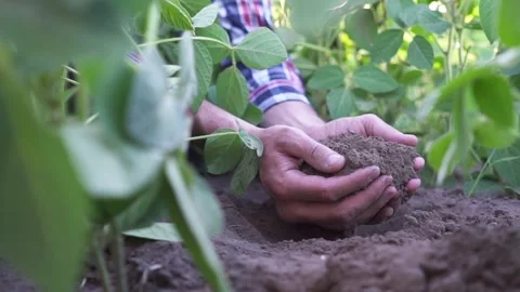 Close up of male hands touching dry ground in an agricultural field, Soil Stock Footage 199062989