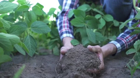 Close up of male hands touching dry ground in an agricultural field, Soil Stock Footage 199064668