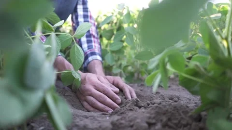 Close up of male hands touching dry ground in an agricultural field, Soil Stock Footage 263201062