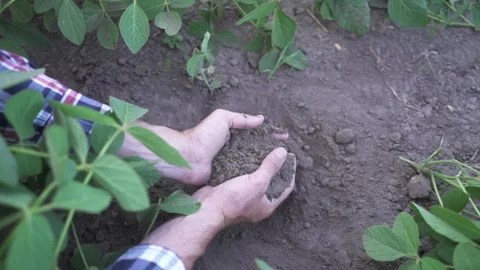 Close up of male hands touching dry ground in an agricultural field, Soil Stock Footage 264095092