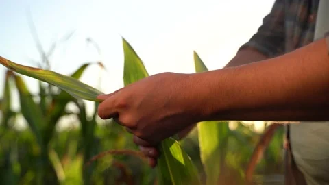 Close up of male hands touching maize in an agricultural field, Soil. Stock Footage 210223726