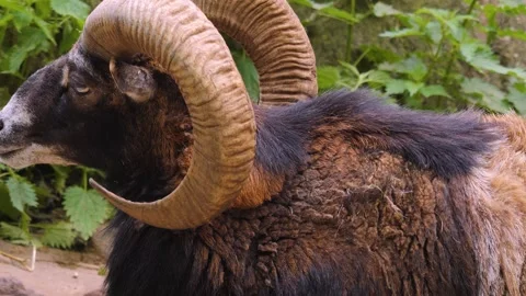 Close up of male Mouflon, ram Stock-Footage 242106853